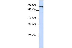 KLHL1 antibody used at 0. (KLHL1 antibody  (Middle Region))
