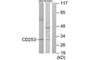 Western blot analysis of extracts from 293 cells and HUVEC cells, using CD253 antibody. (TRAIL antibody  (Internal Region))