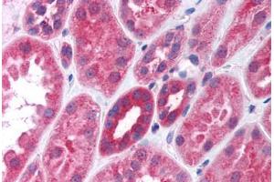 Human Kidney (formalin-fixed, paraffin-embedded) stained with Gi Alpha 1/2 antibody ABIN297100 at 10 ug/ml followed by biotinylated goat anti-rabbit IgG secondary antibody ABIN481713, alkaline phosphatase-streptavidin and chromogen. (Gi alpha 1/2 (AA 345-354) antibody)