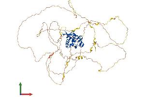 AlphaFold protein structure predicition of Human Recombinant FOXN1 Protein, UniprotID O15353 (FOXN1 Protein (AA 1-648) (His tag))