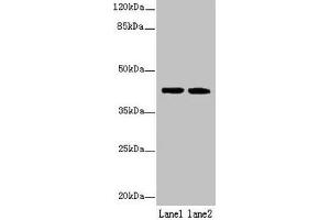Western blot All lanes: SDF4 antibody at 6 μg/mL Lane 1: U87 whole cell lysate Lane 2: Jurkat whole cell lysate Secondary Goat polyclonal to rabbit IgG at 1/10000 dilution Predicted band size: 42, 31, 28, 24, 16, 40 kDa Observed band size: 42 kDa (SDF4 antibody  (AA 37-362))