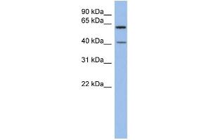 WB Suggested Anti-B3GALTL Antibody Titration:  0. (B3GALTL antibody  (Middle Region))