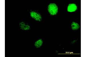 Immunofluorescence of purified MaxPab antibody to ALKBH on HeLa cell. (ALKBH1 antibody  (AA 1-389))