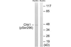 Western Blotting (WB) image for anti-Checkpoint Kinase 1 (CHEK1) (pSer296) antibody (ABIN1847310) (CHEK1 antibody  (pSer296))