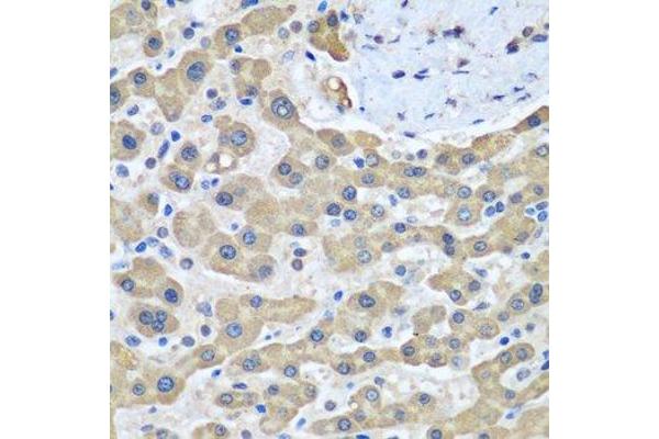 GFM1 antibody  (AA 482-751)