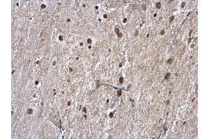 IHC-P Image hnRNP A1 antibody detects hnRNP A1 protein at nucleus on mouse fore brain by immunohistochemical analysis. (HNRNPA1 antibody)