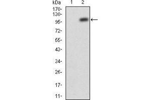 Western blot analysis using JAK2 mAb against HEK293 (1) and JAK2(AA: 545-1124)-hIgGFc transfected HEK293 (2) cell lysate. (JAK2 antibody  (AA 745-955))