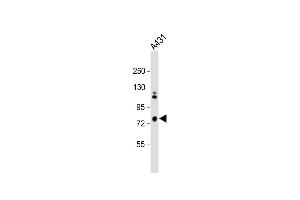 Anti-SCEL Antibody (Center) at 1:1000 dilution + A431 whole cell lysate Lysates/proteins at 20 μg per lane.
