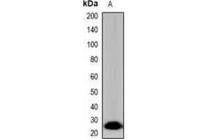 Western blot analysis of Tryptase delta expression in HepG2 (A) whole cell lysates.