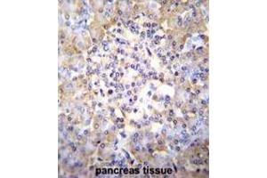 TSNARE1 Antibody (C-term) immunohistochemistry analysis in formalin fixed and paraffin embedded human pancreas tissue followed by peroxidase conjugation of the secondary antibody and DAB staining. (TSNARE1 antibody  (C-Term))