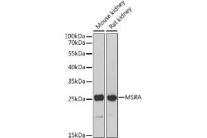 Western blot analysis of extracts of various cell lines, using MSRA Antibody (ABIN6128248, ABIN6144085, ABIN6144087 and ABIN6216102) at 1:1000 dilution. (MSRA antibody  (AA 24-235))