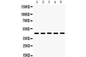 Western Blotting (WB) image for anti-Bone Morphogenetic Protein 4 (BMP4) (AA 293-324), (C-Term) antibody (ABIN3043490) (BMP4 antibody  (C-Term))