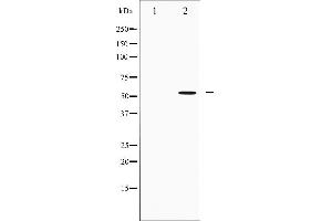 Western blot analysis of IRF3 expression in K562 whole cell lysates,The lane on the left is treated with the antigen-specific peptide. (IRF3 antibody  (C-Term))