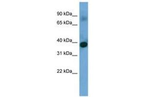 Image no. 1 for anti-Sideroflexin 4 (SFXN4) (N-Term) antibody (ABIN6745656)