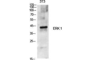 Western Blot (WB) analysis of specific cells using ERK 1 Polyclonal Antibody. (ERK1 antibody  (Internal Region))