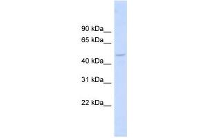 DBNL antibody used at 1 ug/ml to detect target protein.