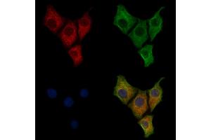 ABIN7094261 and ABIN7098308 staining HepG2 cells by IF/ICC.