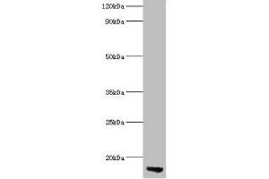 Western blot All lanes: APOC3 antibody at 2 μg/mL + Rat liver tissue Secondary Goat polyclonal to rabbit lgG at 1/15000 dilution Predicted band size: 11 kDa Observed band size: 11 kDa (APOC3 antibody  (AA 21-99))
