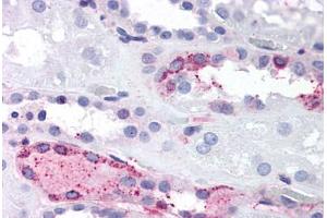 Anti-LPAR4 / GPR23 antibody  ABIN1049016 IHC staining of human kidney. (LPAR4 antibody  (C-Term))