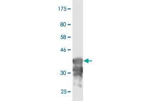 Western Blot detection against Immunogen (36. (ATP6AP1 antibody  (AA 51-150))
