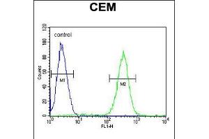 Flow cytometric analysis of CEM cells (right histogram) compared to a negative control cell (left histogram). (SLC5A12 antibody  (C-Term))