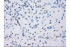 Image no. 1 for anti-Fc gamma RII (CD32) antibody (ABIN1497257) (Fc gamma RII (CD32) antibody)
