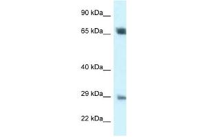 Western Blot showing SPC25 antibody used at a concentration of 1 ug/ml against 721_B Cell Lysate (SPC25 antibody  (Middle Region))