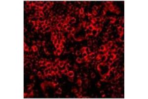 Immunofluorescence of Caspase-4 in Mouse Spleen 100 cells with Caspase-4 Antibody  at 10 µg/ml. (Caspase 4 antibody  (N-Term))