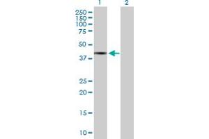 Western Blot analysis of TFB1M expression in transfected 293T cell line by TFB1M MaxPab polyclonal antibody. (TFB1M antibody  (AA 1-346))