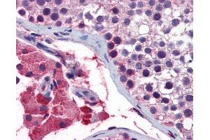 Anti-GNAQ antibody IHC of human testis. (GNAQ antibody  (AA 71-120))