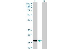 Western Blot analysis of GEMIN6 expression in transfected 293T cell line by GEMIN6 MaxPab polyclonal antibody.