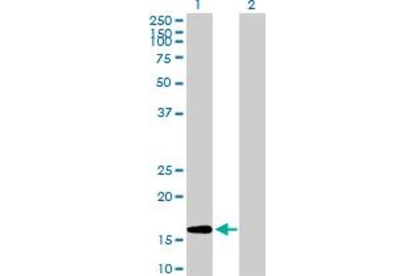 GEMIN6 抗体  (AA 1-167)