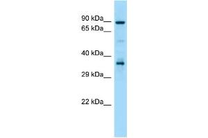 Western Blotting (WB) image for anti-Heat Shock Protein 90kDa alpha (Cytosolic), Class A Member 1 (HSP90AA1) (C-Term) antibody (ABIN2788731)