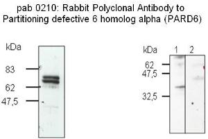 Image no. 2 for anti-Par-6 Partitioning Defective 6 Homolog beta (PARD6B) (N-Term) antibody (ABIN347091)