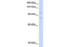 MCM8 antibody  (C-Term)