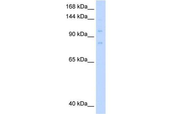 MCM8 antibody  (C-Term)