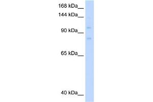 MCM8 抗体  (C-Term)