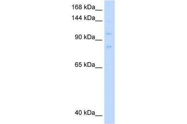 MCM8 Antikörper  (C-Term)