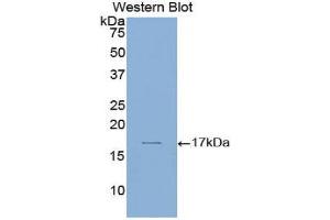 Western Blotting (WB) image for anti-Laminin, alpha 1 (LAMA1) (AA 2613-2746) antibody (ABIN1859595) (Laminin alpha 1 antibody  (AA 2613-2746))