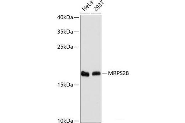 MRPS28 antibody