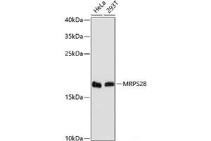 Western blot analysis of extracts of various cell lines using MRPS28 Polyclonal Antibody at dilution of 1:3000.