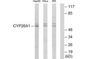Western blot analysis of extracts from HepG2/HeLa/293 cells, using Cytochrome P450 26A1 Antibody.