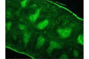 Frozen mouse splenic section was stained Rat Anti-Mouse CD3ε-FITC (CD3 epsilon antibody  (FITC))