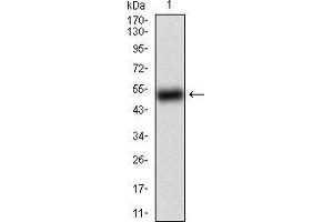 Western blot analysis using BACE1 mAb against human BACE1 (AA: 112-324) recombinant protein.