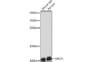 Western blot analysis of extracts of various cell lines, using GNGT1 antibody (ABIN7267288) at 1:1000 dilution. (GNGT1 antibody  (AA 1-45))