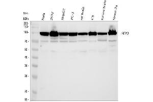 Western blot analysis of SFPQ using anti-SFPQ antibody (ABIN7603089).