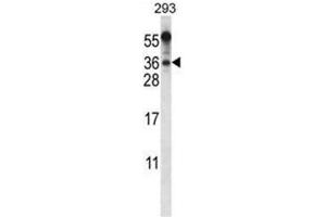 BEND6 Antibody (C-term) western blot analysis in 293 cell line lysates (35µg/lane). (BEND6 antibody  (C-Term))
