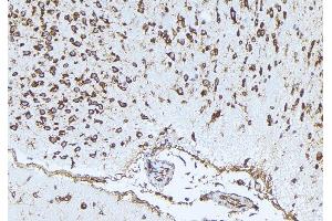 ABIN6273339 at 1/100 staining Mouse brain tissue by IHC-P. (PLAUR antibody  (Internal Region))
