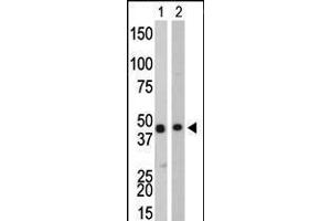Antibody is used in Western blot to detect CKB in Y79 cell lysate (Lane 1) and mouse colon tissue lysate (Lane 2). (CKB antibody  (C-Term))
