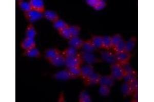Immunofluorescence (IF) image for anti-Tubulin, gamma 1 (TUBG1) (AA 434-449), (C-Term) antibody (ABIN238522) (TUBG1 antibody  (C-Term))
